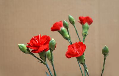 Hoa cẩm chướng mang màu sắc và ý nghĩa gì?