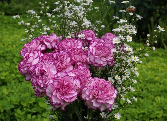 Trang trí sân vườn bắt mắt với hoa cẩm chướng
