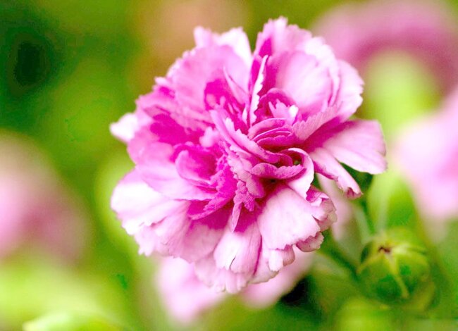 Hoa cẩm chướng mang ý nghĩa gì