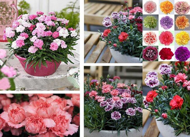 Hình ảnh hoa cẩm chướng lùn nhiều màu đẹp