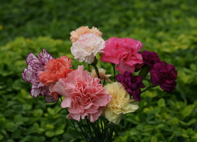 Tìm hiểu về các loại hoa cẩm chướng
