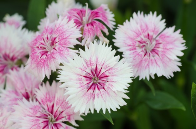 Hình ảnh hoa cẩm chướng gấm