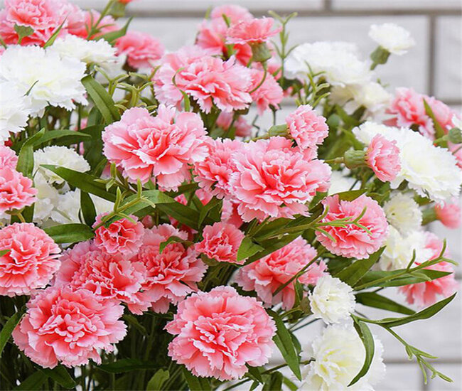 Hình ảnh hoa cẩm chướng kép đẹp