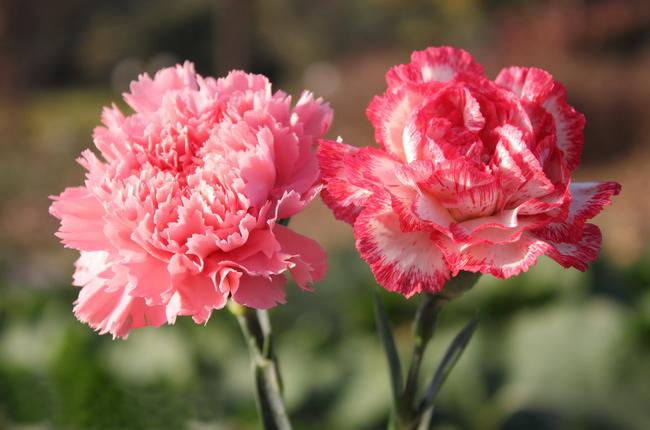 Hoa cẩm chướng hồng mang ý nghĩa gì?