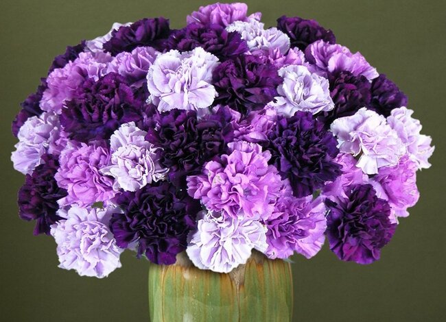 Hình ảnh hoa cẩm chướng tím đẹp nhất