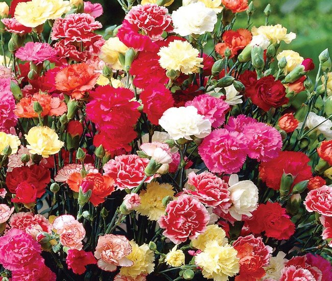 Hình ảnh đẹp về các loại hoa cẩm chướng