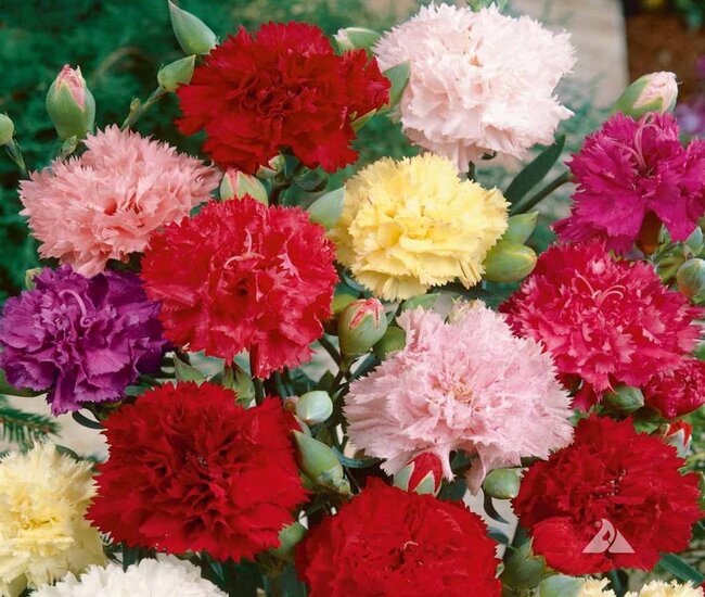 Loài hoa cẩm chướng đẹp tặng những người thân yêu